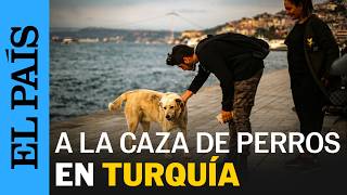 TURQUÍA A la caza del perro callejero en Estambul  EL PAÍS [upl. by Nyleek997]