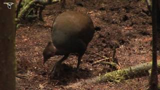 A Dusky Scrubfowl Foraging with its Feet [upl. by Dlnaod]