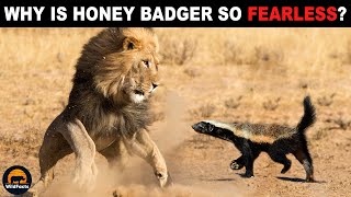 Why is the Honey Badger Not Afraid of Lions [upl. by Abad]