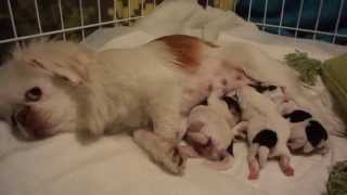 Pekingese dog feeding her babies [upl. by Goda]