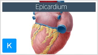 Epicardium  Definition amp Function  Human Anatomy  Kenhub [upl. by Nesyaj912]