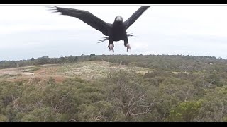 Eagle vs Drone  2m WedgeTailed Eagle takes down Drone Watch it Punch it out of the sky [upl. by Gaal]