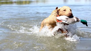 All You Need to Know About Chesapeake Bay Retrievers amp Labrador Retrievers [upl. by Hershel]