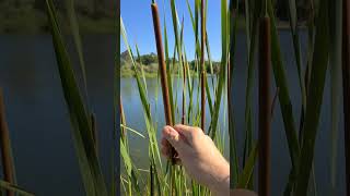 This Plant Has 7 SurvivalUses Typha latifoliaangustifolia wildplants survival edibleplants [upl. by Nolyarg]