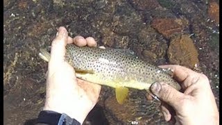 Wild Brown trout fishing video on Cebolla Creek in July of 2012 [upl. by Elihu170]