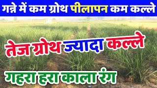 गन्ने की तेज ग्रोथ  ज्यादा कल्ले गहला हरा काला रंग  Ganne Mai Potassium Humate  Apache [upl. by Wichern]