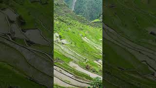 Worlds Oldest Rice Terraces Philippines [upl. by Arbed904]