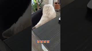 Cats reaction of the phone cutepets catslovers youtubeshorts [upl. by Anelyak55]