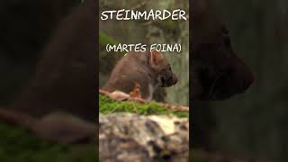 Steinmarder Martes foina [upl. by Atiral]