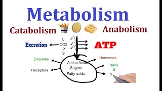 Concept of Metabolism Catabolism and anabolism [upl. by Ailecra351]