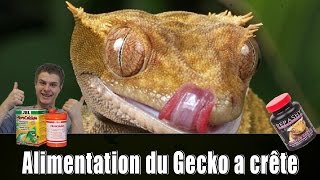 ALIMENTATION DU GECKO A CRETE  TUTO EUBLEPHARIS [upl. by Leval]