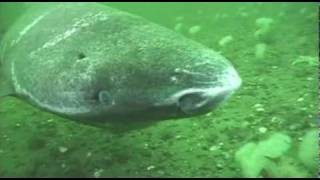 Greenland shark in the St Lawrence Estuary [upl. by Notsag88]