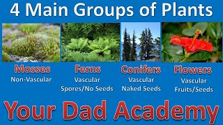 Your Dad Academy  Four Groups Of Plants [upl. by Kerin]