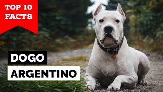 Dogo Argentino  Top 10 Facts [upl. by Zelten]