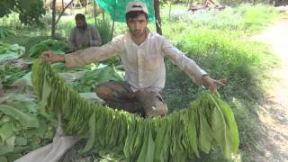 TÜTÜN DiZME MAKiNASI  Gövdeli Malatya Tobacco imposition Machine TÜRKiYE 2015 [upl. by Phenice13]