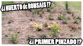 Pinzando mi Huerto de BONSAÍS D [upl. by Sorenson380]