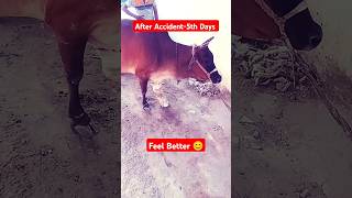 After Accident🩹5th Day  Recovery  Ranjan Pandey  animal gaay cattle shorts gaiyawalababa [upl. by Wenz]