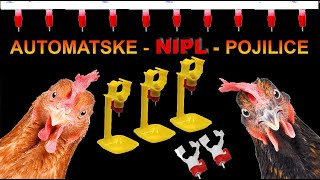 Automatske pojilice za zivinu  japanske prepelice  pilice  fazane  koke nosilje [upl. by Naerda]