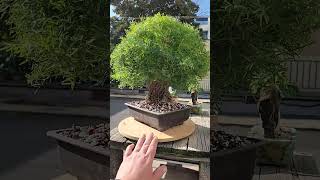 Asparagus fern bonsai  exposed roots [upl. by Chester]