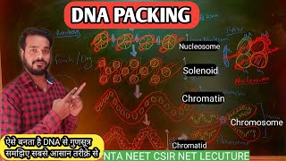 DNA Packing  DNA packing hindi  nucleosome  Solenoid model  Chromosome formation  NEET biology [upl. by Abbotsun]