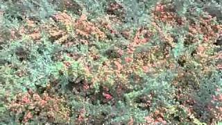 Cotoneaster dammeri Lowfast  Lowfast Bearberry Cotoneaster [upl. by Aeresed]