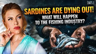 Sardines are dying out What will happen to the fishing industry [upl. by Zetniuq474]