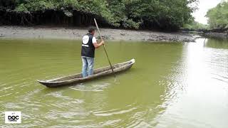 En esta parte de la Guayas vive el mono aullador Manglares Churute [upl. by Eulalia]