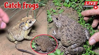 🐸Boing boing catching froggy funny  catch frogs make you laugh  catch frogs for fun part0010 [upl. by Lourie]