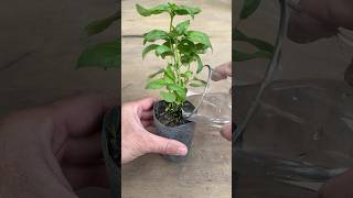 Ahorra en Plantas de Albahaca ¡Multiplica tu Compra [upl. by Renrew]