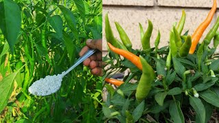 How to get more chillies on plant [upl. by Sharma]