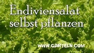 Endiviensalat selbst pflanzen [upl. by Barnaba]