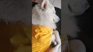 Beta 🐾🧿 spitzdog doglover spitzlover cutespets shortvideo petlovers [upl. by Concordia]