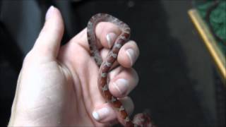 Baby Blood Red Cornsnake [upl. by Allac]