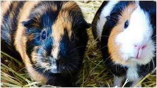 7 Common Mistakes That New Guinea Pig Owners Make [upl. by Nevaed609]