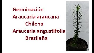 Germinación Araucaria Araucana Pewén y Angustifolia Brasileña  Anum [upl. by Elden463]