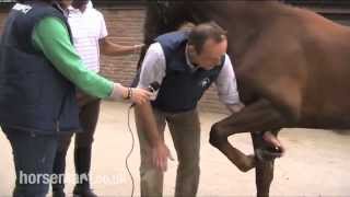 How to do a flexion test on a horse [upl. by Ednarb]