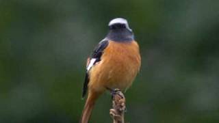 ジョウビタキ（尉鶲）♂ Daurian Redstart [upl. by Adnohr446]