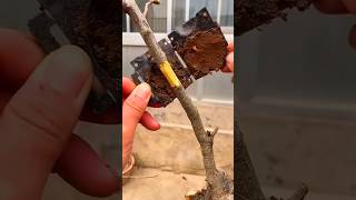 Easy way To Propagate Plants From Cuttings Easily shorts plantpropagation trees youtubeshorts [upl. by Ferna932]