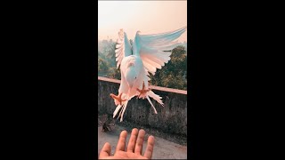 Fantail Pigeon Flying Video 🕊️ viral shorts [upl. by Yesnikcm]