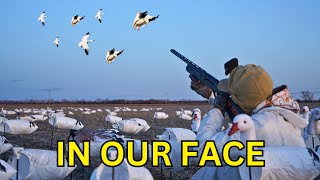 DECOYING SNOW GEESE in NEBRASKA  CONSERVATION SZN [upl. by Ettennek]