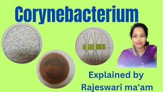 what is Corynebacterium [upl. by Raimondo]