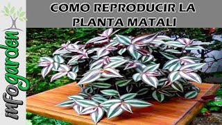 Como reproducir la planta curativa para el riñon Matalí Tradescantia zebrina [upl. by Nylessoj]