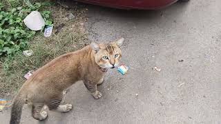 Tiger Looking Cat 😺 🐯 Meowing for foods [upl. by Brunhild663]