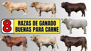 8 de las mejores razas de ganado bovino para la producción de carne a nivel mundial [upl. by Fadden]