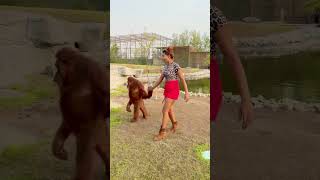 Long drive pe ja rahe h hum animallover zoo tiger lion dubai dubailife love birds [upl. by Oiramel]