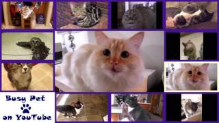 8 Cats Meowing  Singing HAPPY BIRTHDAY Song A Cappella [upl. by Nylarak]