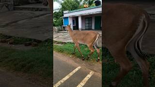 Nilgai Kaisi Hoti Hai  Nilgai Gaon Mein  Nilgai नीलगाय  nilgai shortvideos ytshortsindia [upl. by Romola]