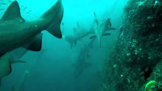 Grey Nurse Shark Carcharias Taurus [upl. by Baumbaugh]