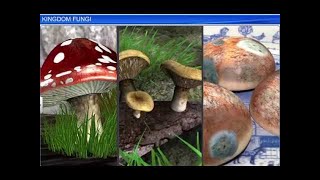 CBSE Class 11 Biology  Kingdom Fungi  By Shiksha House [upl. by Ciredec]