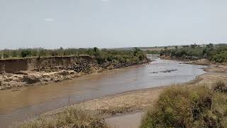 Masai Mara Migration Wildebeest Crossing 6th August 2018 [upl. by Esdnyl]